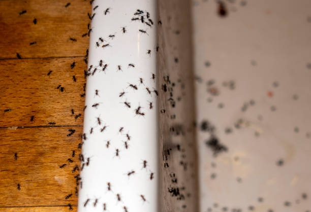 Best Wasp Removal Services  in Porterdale, GA
